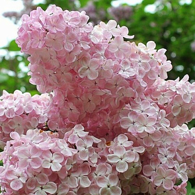 Сирень ВЕЧЕРНИЙ ЗВОН в Усть-Каменогорске