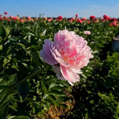 Пион ИМПЕРАТОРСКАЯ НАЛОЖНИЦА древовидный в Усть-Каменогорске