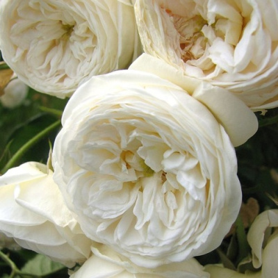 Роза АРТЕМИС шраб в Усть-Каменогорске