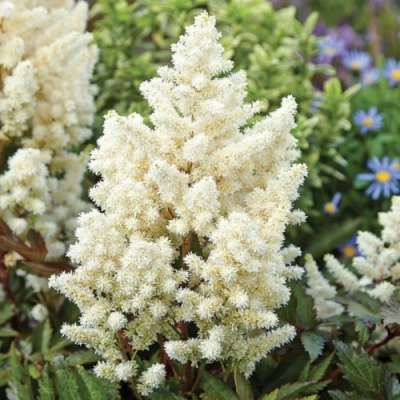 Астильба ХЭППИ ДЕЙ Арендса в Усть-Каменогорске