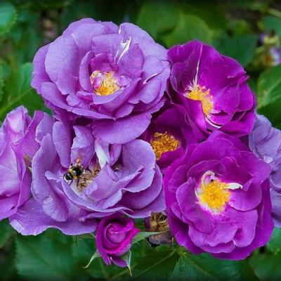 Роза РАПСОДИЯ ИН БЛЮ шраб в Усть-Каменогорске