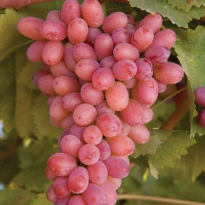 Розовый виноград в Усть-Каменогорске