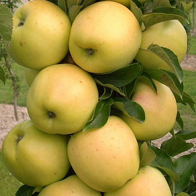 Яблоня колонновидная в Усть-Каменогорске
