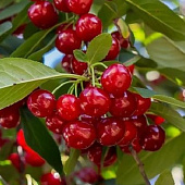 Вишня ГИРЛЯНДА в Усть-Каменогорске