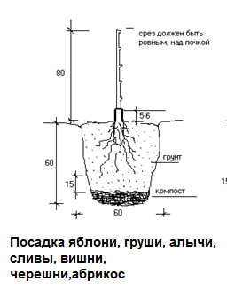 Посадка плодовых деревьев